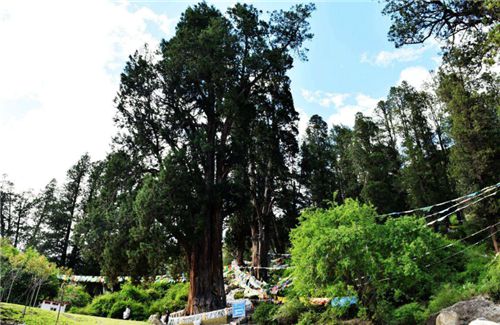 世界最“貴”的兩棵樹,警衛(wèi)全天保護(hù),全球僅中國(guó)有,在你家鄉(xiāng)嗎