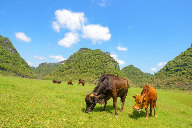 廣西南寧的寶藏小眾地,一年四季景色各異,但4月份這個季節最美