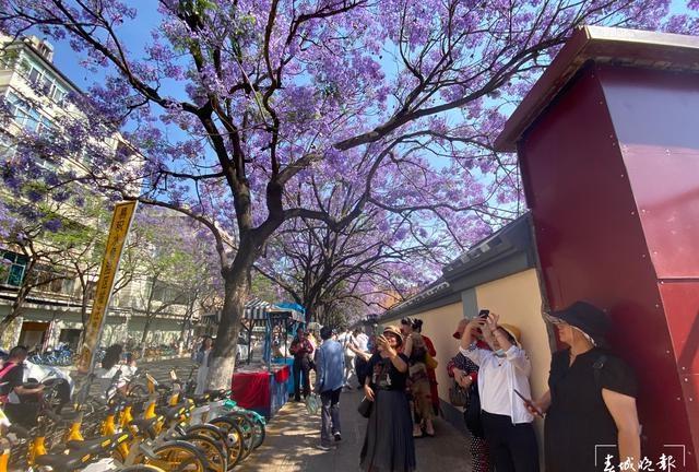 睹藍花楹之堵 直擊昆明網紅路:車車車人人人你