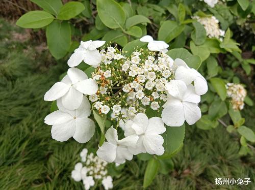 一“堵”再出名！大揚州在五一“爆”了