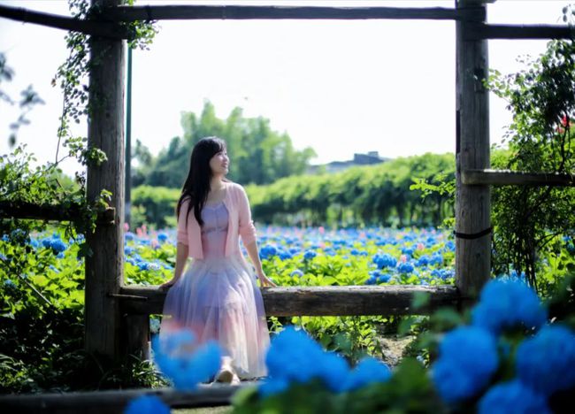 小眾秘境！超大片繡球花海猶如童話世界～