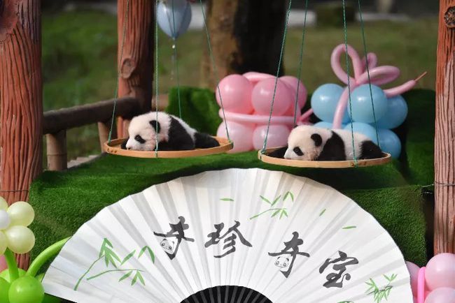 冰墩墩的原型！重慶動(dòng)物園看冰墩墩“重慶分墩”